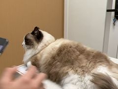 -瑞派康怡24h宠物医院·犬猫医疗中心·微创绝育(瑞景分院)