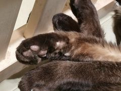 -藏猫猫咖啡主题馆(中央大道店)