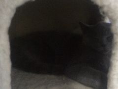 -喵的天空名猫咖啡馆·撸猫·猫舍·用品