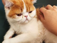 -飞行喵MR PILOT|猫舍·猫咖(静安大融城店)