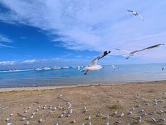 -青海湖国家重点风景名胜区