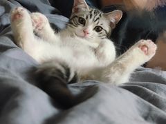 -欣宠猫屋·矮脚拿破仑·蓝金金渐层