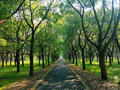 -崇明东平国家森林公园烧烤房车露营地