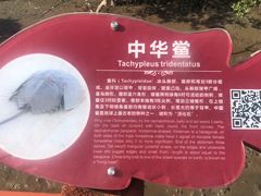 -北海金海湾红树林生态旅游区