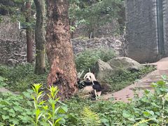 -都江堰中华大熊猫苑