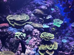 -新加坡海洋生态馆