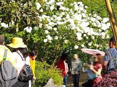 -铁山坪森林公园