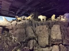 -陕西自然博物馆