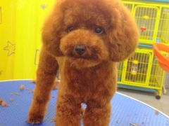 iphone_upload_pic-爱宠屋pet shop·宠物洗澡·宠物美容