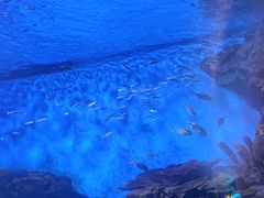 -海合安武汉极地海洋公园