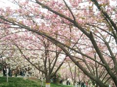 -西安青龙寺遗址景区