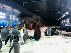 -凯莉-塔尔敦海洋生物水族馆