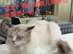 -猫小院猫主题餐厅(南锣旗舰店)