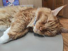 -MOCHA明星猫咖(田子坊店)