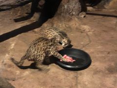 -清迈夜间动物园