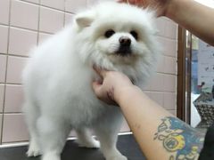 -FAELING PETS美天灵宠物(富力广场店)