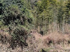 -宁波浙东大竹海景区