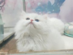 -糯米喵星人总部直营旗舰店·猫舍·幼猫出售