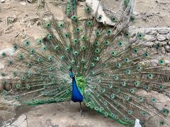 -栾川竹海野生动物园