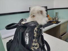-嘉馨宠物医院·CT影像转诊·心脏科·犬猫全科诊疗中心(下沙大学城院区)