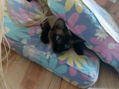-纳吉亚猫专科动物诊疗中心(蒋宅口分院)
