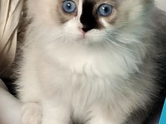 -瑞派福兴宠物医院犬猫全科·骨科·中西医结合(河东店)