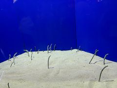 -上海海洋水族馆