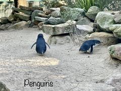 -费瑟代尔野生动物园