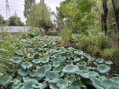 -梁鸿国家湿地公园