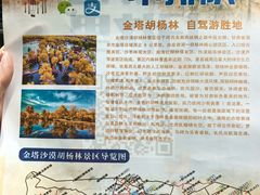 -金塔沙漠胡杨林景区