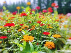 -艾溪湖湿地公园