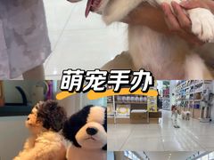 -翊宠yipet猫狗购宠庄园犬舍•猫舍