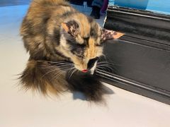-猫色咖啡·猫咖