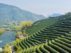 -龙坞茶村
