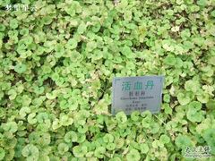 -广州神农草堂中医药博物馆