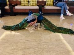 -西双版纳融创皇冠假日度假酒店