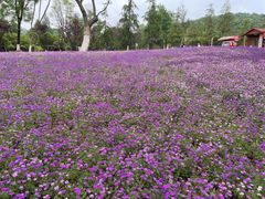 -铁山坪森林公园