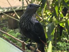 -新加坡飞禽公园