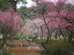 -杭州植物园