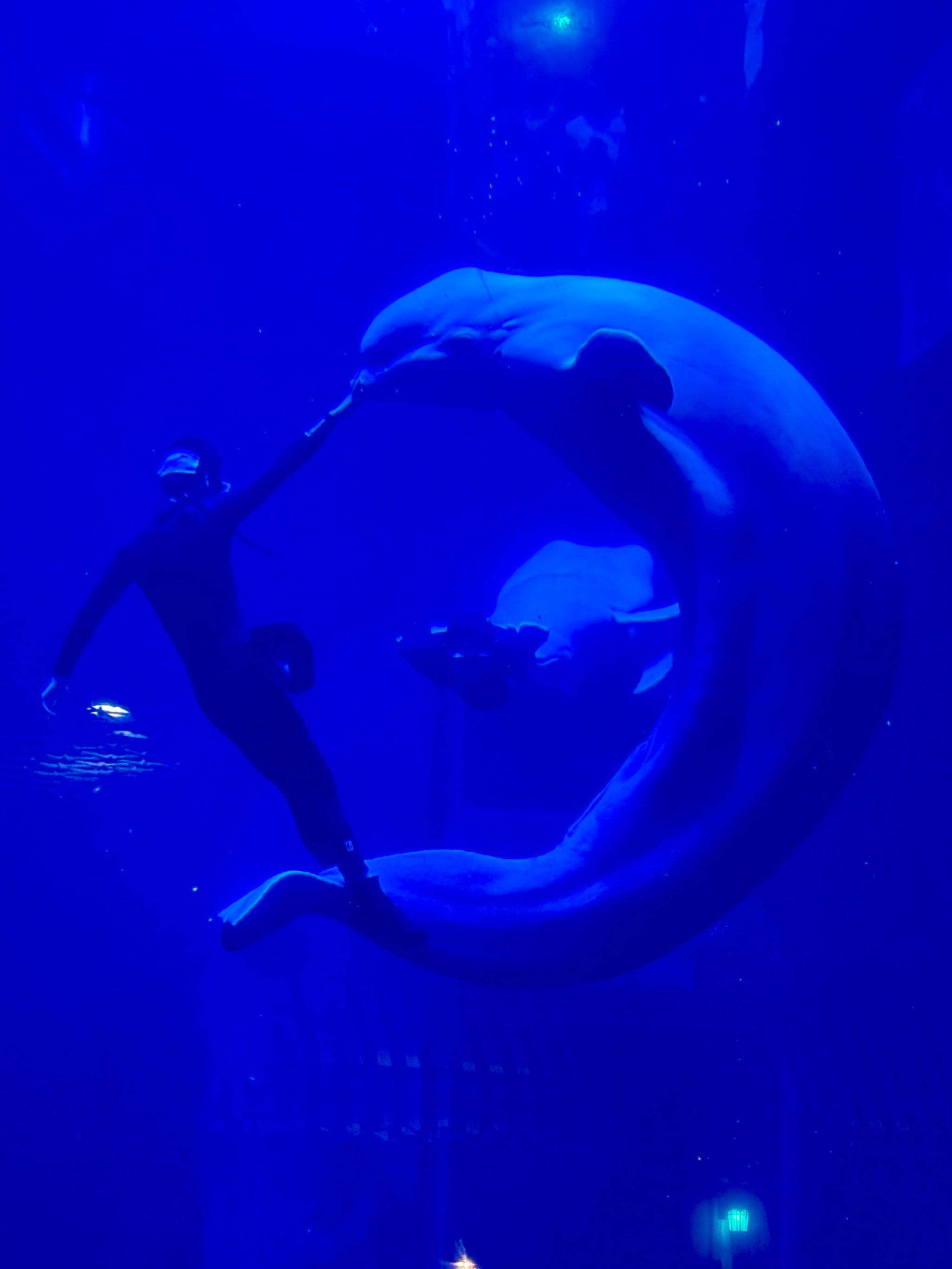 郑州海洋馆,去了,后悔了