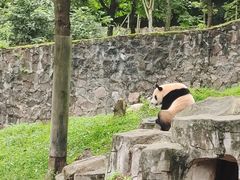 -都江堰中华大熊猫苑