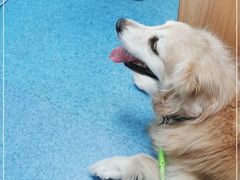 -北京赛佳动物医院