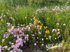 -长兴太湖图影湿地文化园