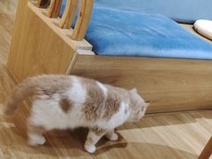 -滚猫咖啡·猫咖·猫友好撸猫(未来城店)