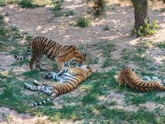 -西霞口神雕山野生动物世界