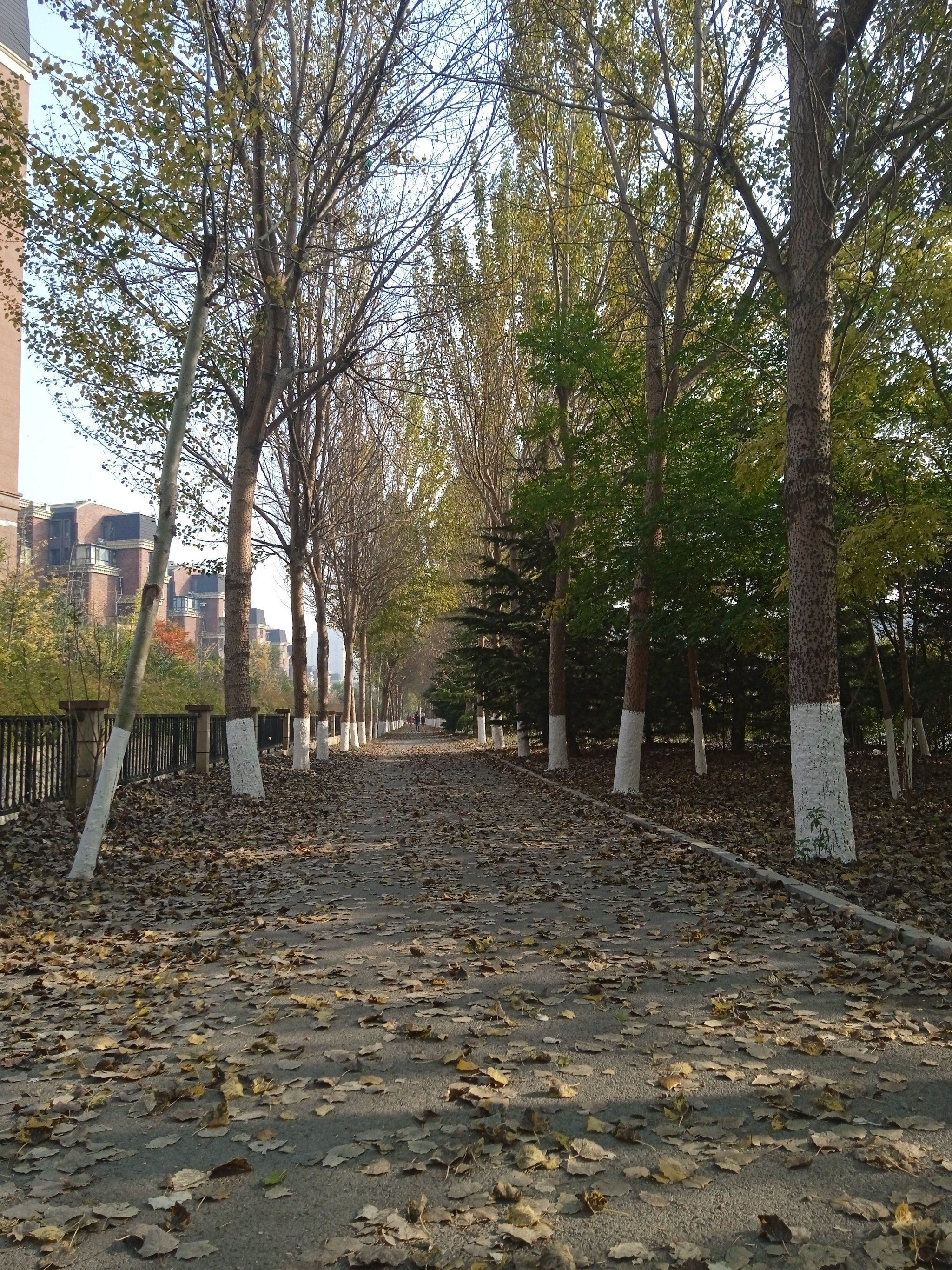 近郊徒步指南 大连前关金地艺境西门的绿化旁边一地的树叶满满的