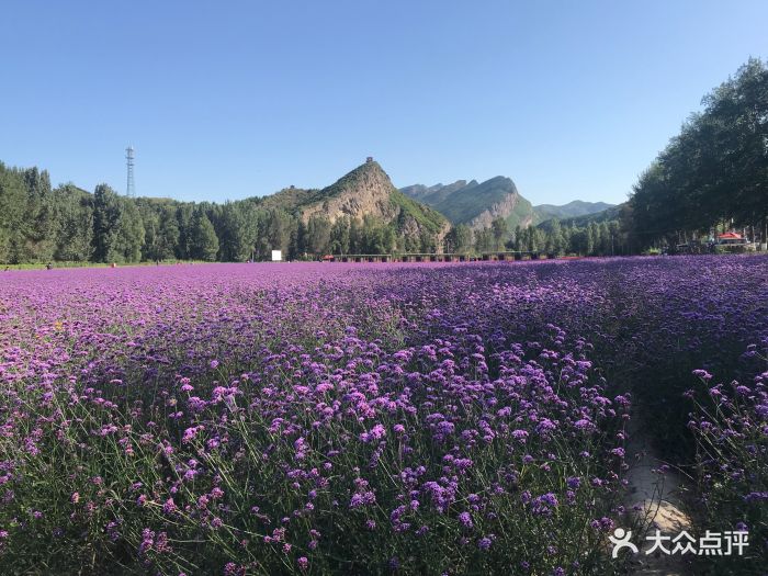 四季花海-图片-延庆区周边游-大众点评网