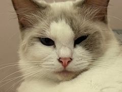 -猫咪派对(江南西店)