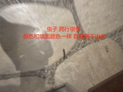 -三亚亚龙湾人间天堂鸟巢度假村