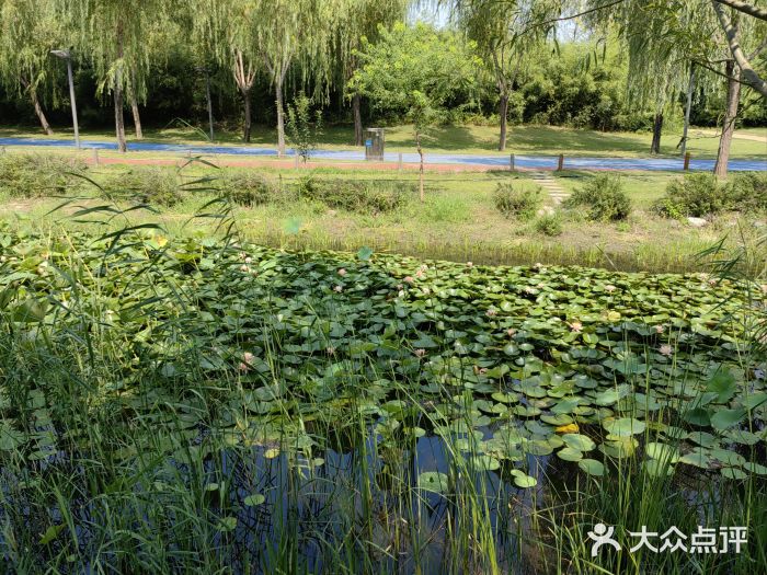 北龙湖湿地公园图片